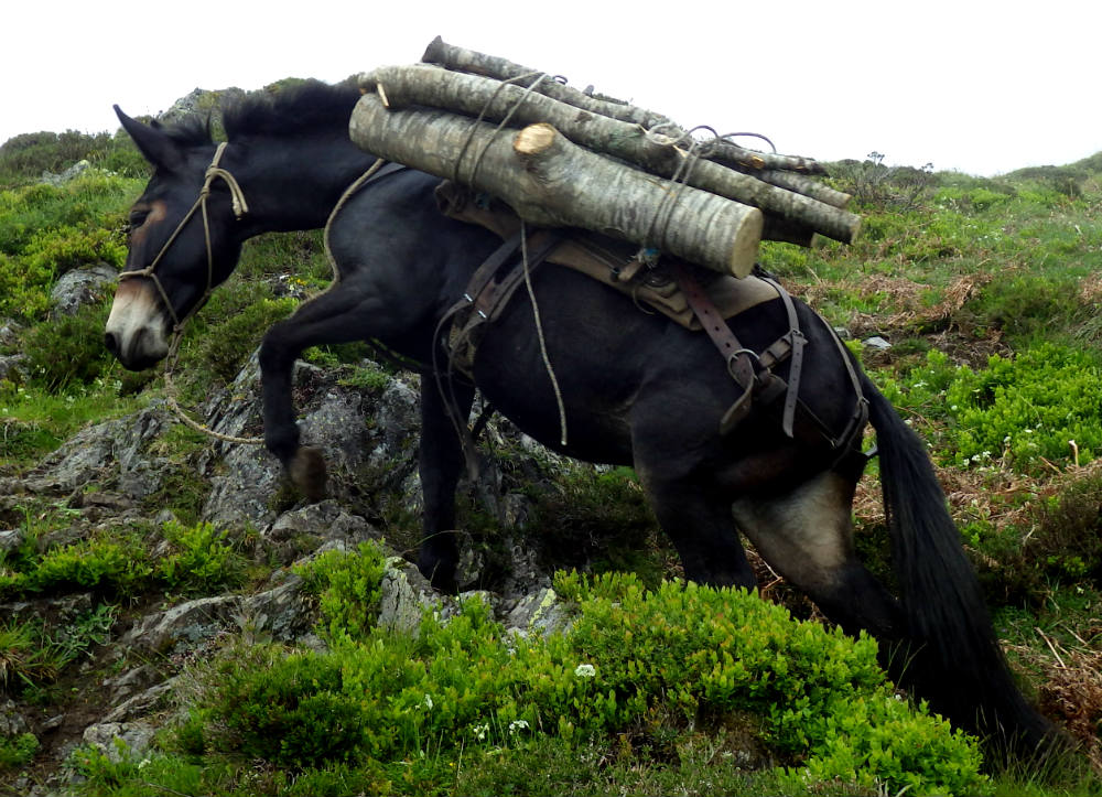 mule ravitaillement bois berger