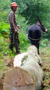 Débardage mule ariege ONF