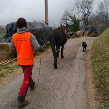 Les mules et les hommes se préparent pour la saison de portage